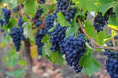 Sonoma and Napa Valley full-day wine tour from San Francisco